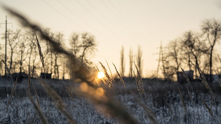 braune Weizenpflanze, Winter, Sonnenuntergang, Ährchen, Landschaft, Schnee, Feld, Schärfentiefe, HD-Hintergrundbild
