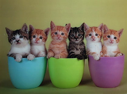 baby, cat, cute, kitten, HD wallpaper HD wallpaper