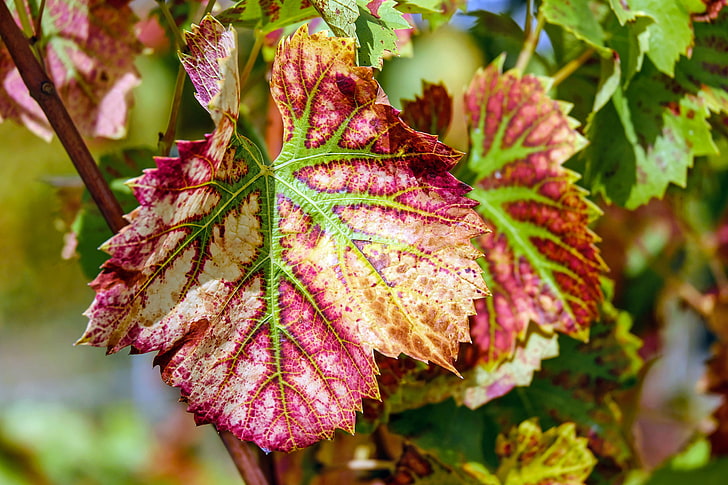 bordowy liść, winorośl, liście, pigmentacja, Tapety HD