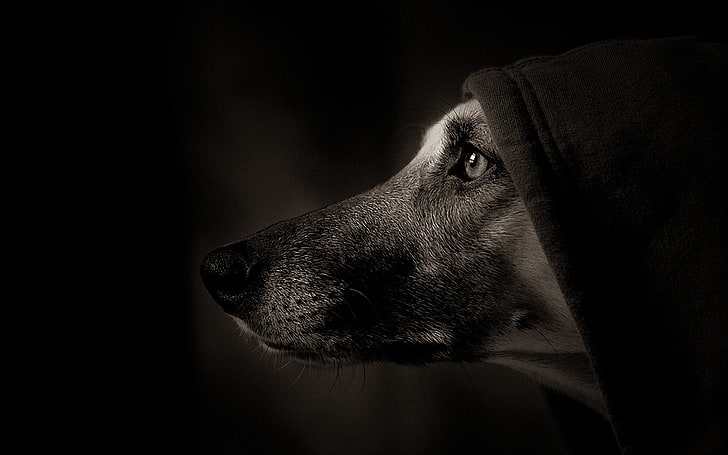 short-coated tan dog, dog, muzzle, profile, shadow, eye, HD wallpaper