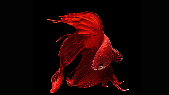 Животное, Бетта, сиамская рыба борьбы, HD обои HD wallpaper