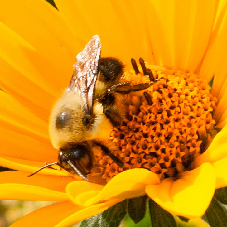 Медоносная пчела и желтый цветок с лепестками в дневное время, Общие, Медоносная пчела, цветок, дневное время, Бруклинский центр, Миннесота, Мадия Элеганс, Желтый, Пчела, насекомое, природа, опыление, пыльца, макро, мед, крупный план, лето, весна,животное, HD обои