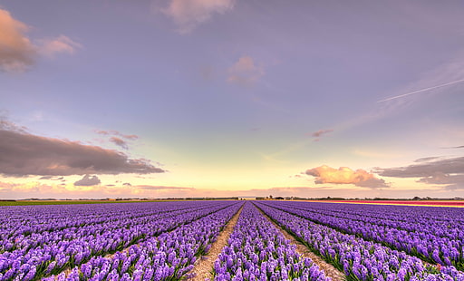 ดอกไม้สีม่วงในช่วงพระอาทิตย์ตก, สีม่วง, พระอาทิตย์ตก, 35 มม., D750, ดัตช์, ยุโรป, HDR, Nederland, Nederlands, Nikkor, Nikon, Noord-Holland, เนเธอร์แลนด์, bloem, bloemen, เมฆ, ดอกไม้, ทุ่งดอกไม้, ดอกไม้, ดอกไม้, แนว , lucht, ธรรมชาติ, natuur, ปลูก, ท้องฟ้า, ดอกไม้, เกษตรกรรม, สนาม, ดอกทิวลิป, ฉากชนบท, ฤดูใบไม้ผลิ, ฤดูร้อน, กลางแจ้ง, สีน้ำเงิน, ท้องฟ้า, ความงามในธรรมชาติ, ฟาร์ม, Provence-Alpes-Cote d'Azur, ลาเวนเดอร์, ดอกไม้ หัวบาน, วอลล์เปเปอร์ HD HD wallpaper