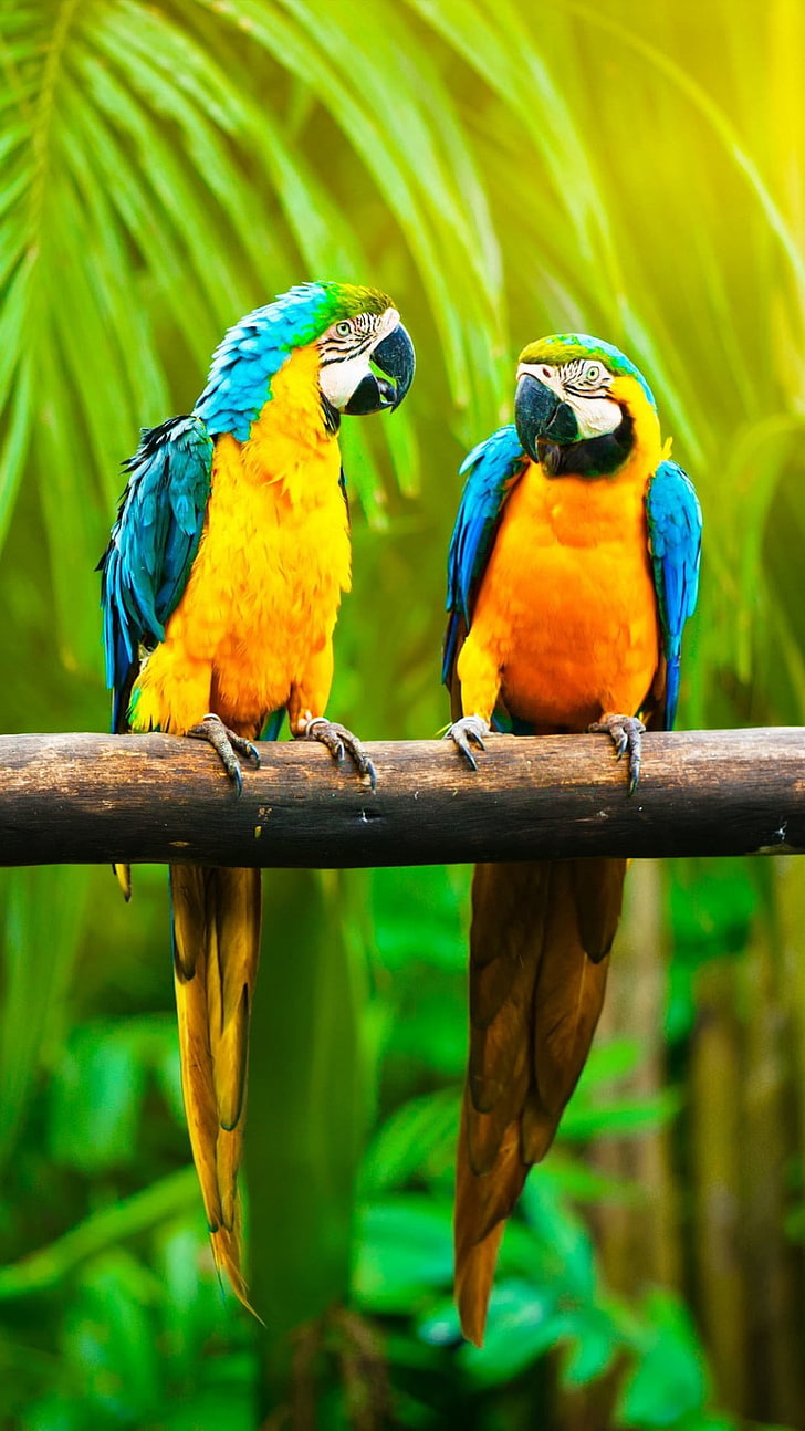 숲 앵무새 색, 두 개의 파란색과 금색 잉 꼬, 동물, 앵무새, 화려한, HD 배경 화면, 핸드폰 배경화면