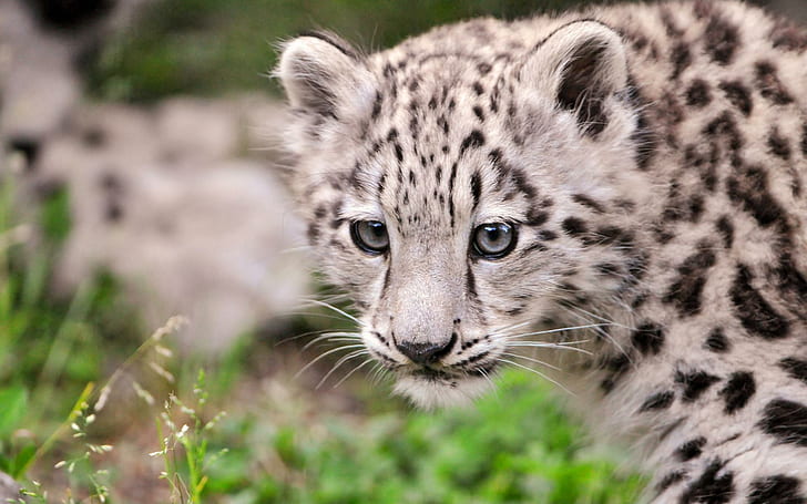 Kailash - Young Female Snow Leopard, terancam punah, macan tutul salju, macan tutul, cantik, liar, cantik, kucing besar, hewan, Wallpaper HD