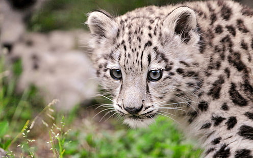Kailash - Young Female Snow Leopard, terancam punah, macan tutul salju, macan tutul, cantik, liar, cantik, kucing besar, hewan, Wallpaper HD HD wallpaper