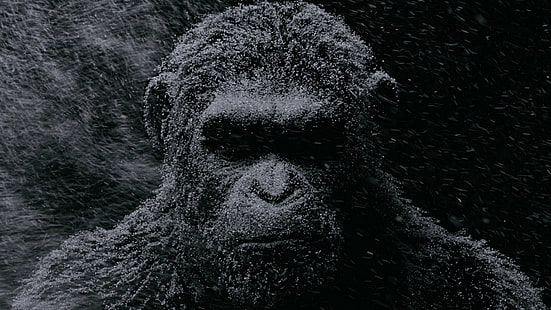 Guerre pour la planète des singes, Planète des singes, films, Andy Serkis, César, Fond d'écran HD HD wallpaper