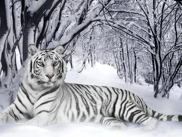 Gatos, Tigre Blanco, Fondo de pantalla HD