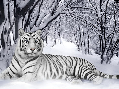 Gatti, tigre bianca, Sfondo HD HD wallpaper