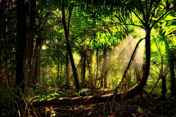 Amazonion Rainforest, trees, forest, sun rays, rainforest, mist, sun beams, amazon, 3d and abstract, HD wallpaper