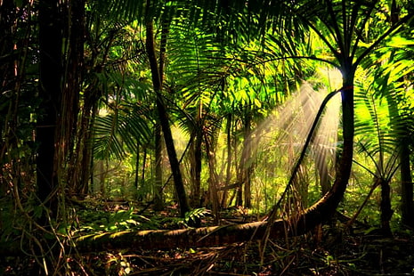Amazonion Rainforest, alberi, foresta, raggi del sole, foresta pluviale, nebbia, raggi del sole, amazon, 3d e astratto, Sfondo HD HD wallpaper