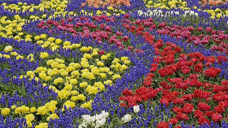 różnokolorowe kwiaty, tulipany, muscari, kwiaty, rysunek, kwietnik, Tapety HD