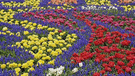 flores de cores sortidas, tulipas, muscari, flores, desenho, canteiro de flores, HD papel de parede HD wallpaper