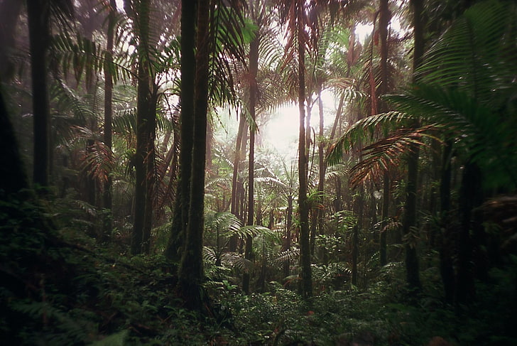 фото леса, природы, джунглей, ломографии, HD обои