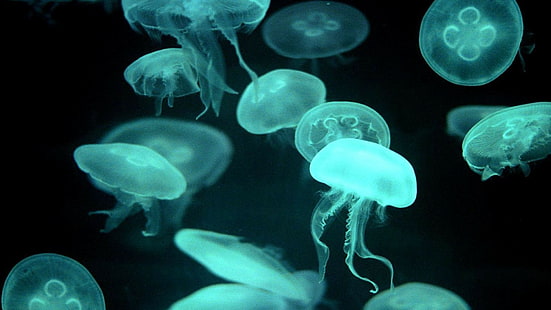 животни, медузи, морски живот, флуоресцентни, HD тапет HD wallpaper