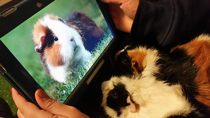 guinea pigs rodent, HD wallpaper