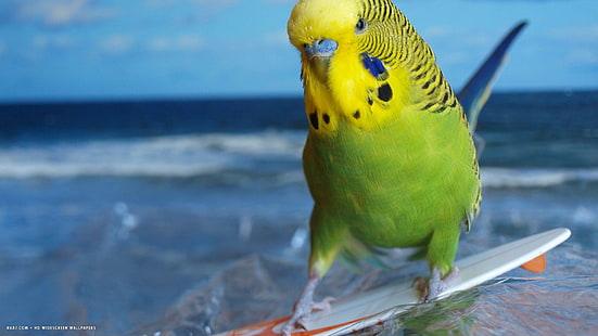 24, bird, Budgie, Parakeet, parrot, tropical, HD wallpaper HD wallpaper