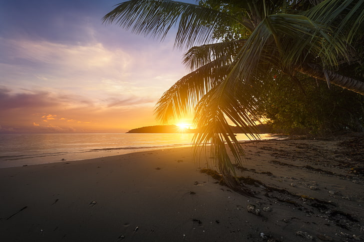 green coconut tree, beach, sunset, palm trees, the ocean, The Indian ocean, Seychelles, Indian Ocean, Anse Boileau, Mahe Island, HD wallpaper