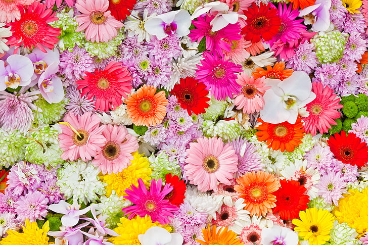 variedade de flores de cores sortidas, flores, orquídeas, gerbera, crisântemo, crisântemos, margaridas gerbera, HD papel de parede