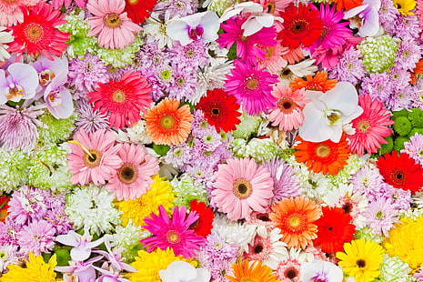 variété de fleurs de couleurs assorties, fleurs, orchidées, gerberas, chrysanthèmes, chrysanthèmes, marguerites de gerberas, Fond d'écran HD HD wallpaper