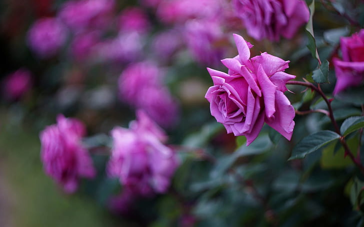 Rosa Rosenblüten, Blütenblätter, Unschärfe, Rosa, Rose, Blumen, Blütenblätter, Unschärfe, HD-Hintergrundbild