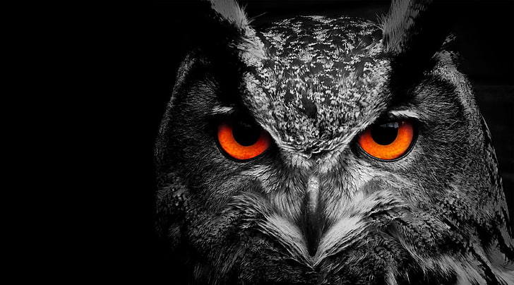 Owl Eye, burung hantu hitam dan abu-abu, Aero, Black, Wallpaper HD