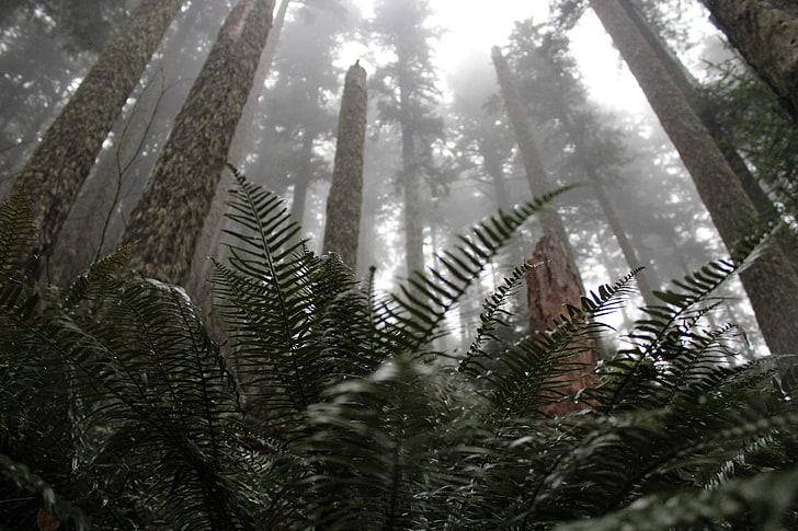 Grünpflanze, Nebel, Schärfentiefe, Kiefern, Wald, Landschaft, Makro, verwischt, HD-Hintergrundbild