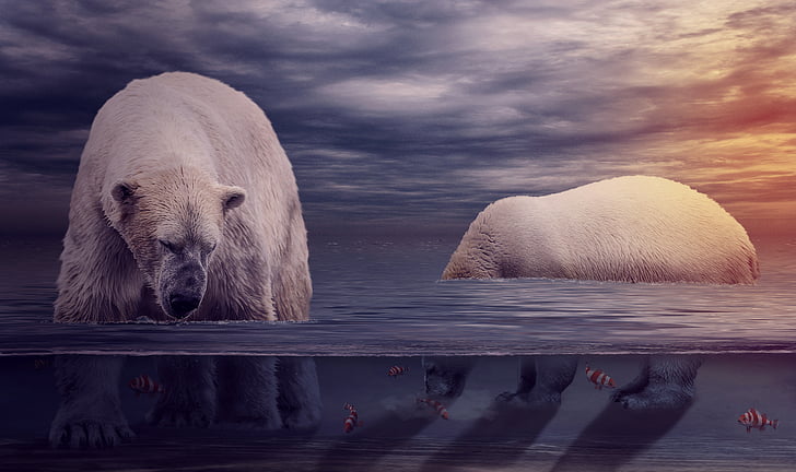 Inaccesible lucha lote Pintura de oso polar, osos polares, océano, submarino, puesta de sol, 4K,  Fondo de pantalla HD | Wallpaperbetter