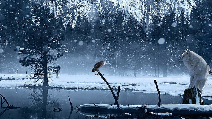 lobo blanco, lobo, nieve, lechuza común, Fondo de pantalla HD