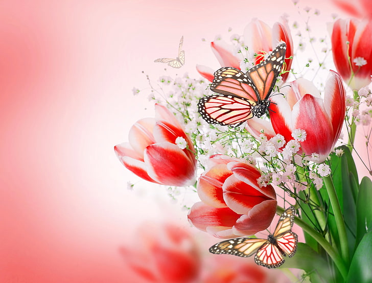 tapeta z czerwonymi kwiatami tulipanów, motyl, kwiaty, bukiet, tulipany, motyle, kwiaty i motyle, tulipany różowe, Tapety HD