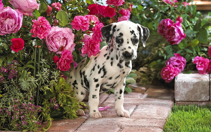 white and black Dalmatian puppy, dalmatian, puppy, flowers, sit, HD wallpaper