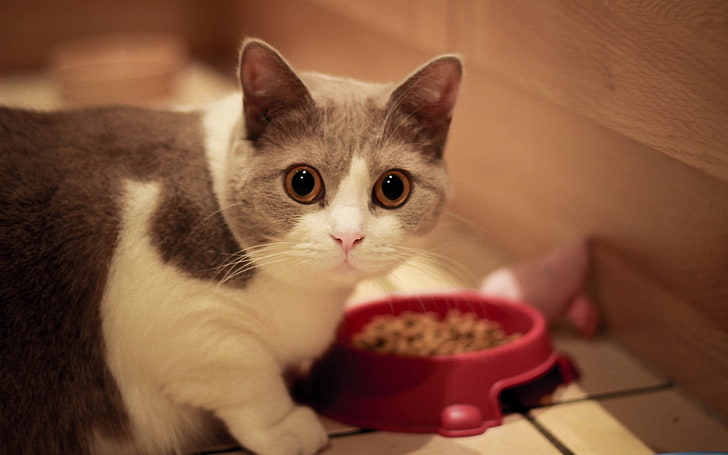короткошерстный серо-белый кот, кот, морда, глаза, миска, еда, HD обои