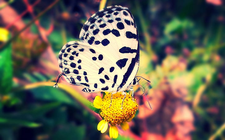 White Violet Butterfly, biało-czarny motyl, motyl, Tapety HD