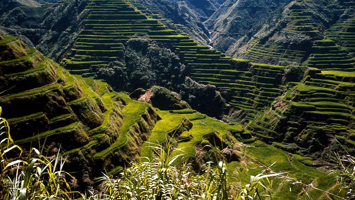 Rice Philippines Asia Ancient Terraces Wide Resolution, mountains, ancient, asia, philippines, resolution, rice, terraces, wide, HD wallpaper