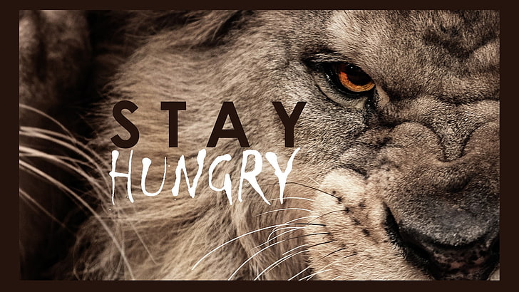 brown lion with text overlay, lion, motivational, typography, animals, HD wallpaper