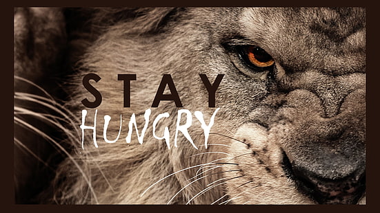 brown lion with text overlay, lion, motivational, typography, animals, HD wallpaper HD wallpaper