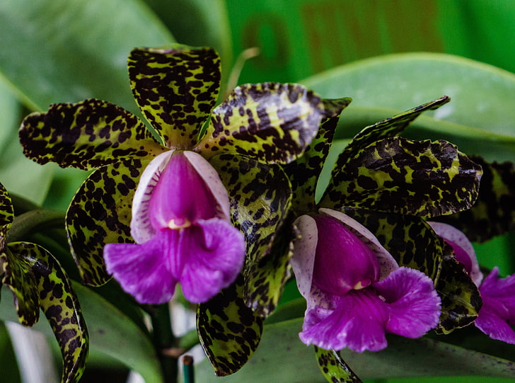 Cattleya Peckhaviensis Orchids Flowers, Nature, Flowers, Orchid, orchidace, orquidea, Cattleya Peckhaviensis, HD wallpaper