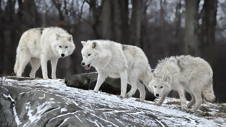 White Wolf, Wolves, Animals, Winter, Snow, white wolf, wolves, animals, winter, snow, HD wallpaper