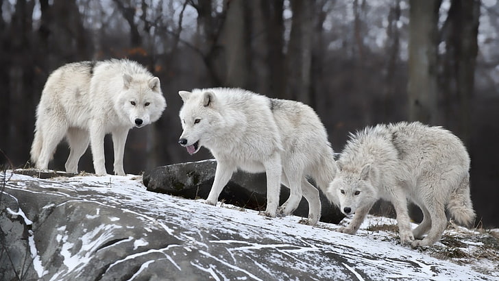 три белых волка, волк, снег, животные, природа, HD обои