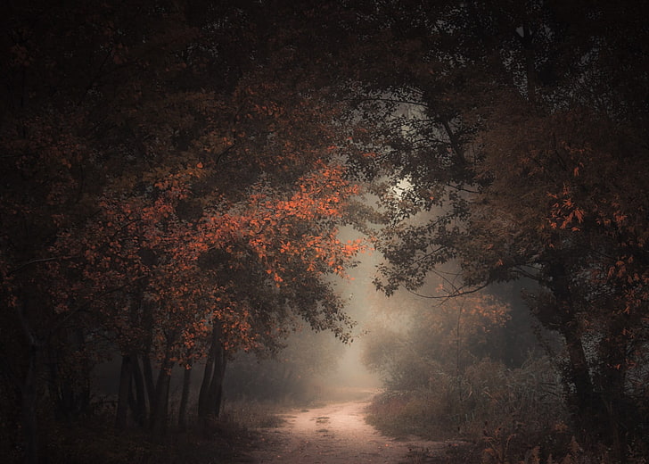 природа, пейзаж, сутрин, гора, есен, черен път, мъгла, пътека, дървета, атмосфера, тъмно, HD тапет