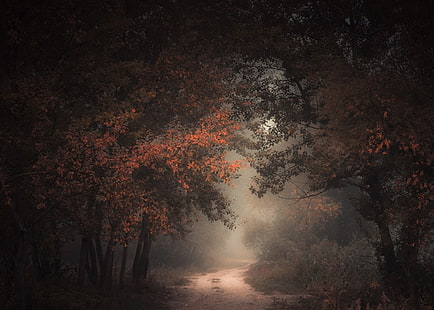 природа, пейзаж, утро, лес, осень, грунтовая дорога, туман, тропинка, деревья, атмосфера, темнота, HD обои HD wallpaper