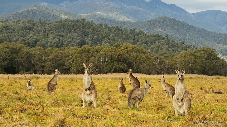 Kangourous gris de l'Est, Kosciuszko N.P., Nouvelle-Galles du Sud, Australie, Animaux, Fond d'écran HD