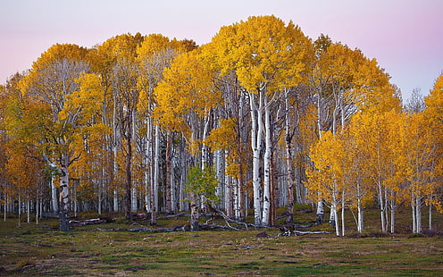 가을, 자작 나무, 숲, HD 배경 화면 HD wallpaper