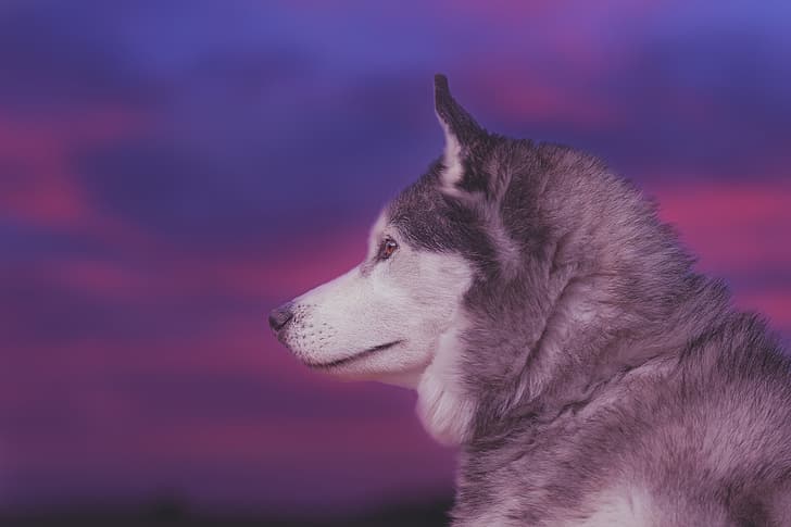 face, background, portrait, dog, profile, Husky, HD wallpaper