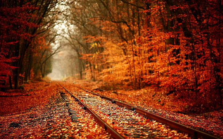 السكك الحديدية الخريف ، الخريف ، الطبيعة ، السكك الحديدية، خلفية HD