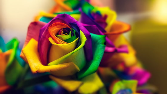 زهرة متعددة الألوان ، صورة مغلقة ، تنسيق وردة متعددة الألوان ، زهور ، مقرّبة ، ماكرو ، ملون ، وردة، خلفية HD HD wallpaper
