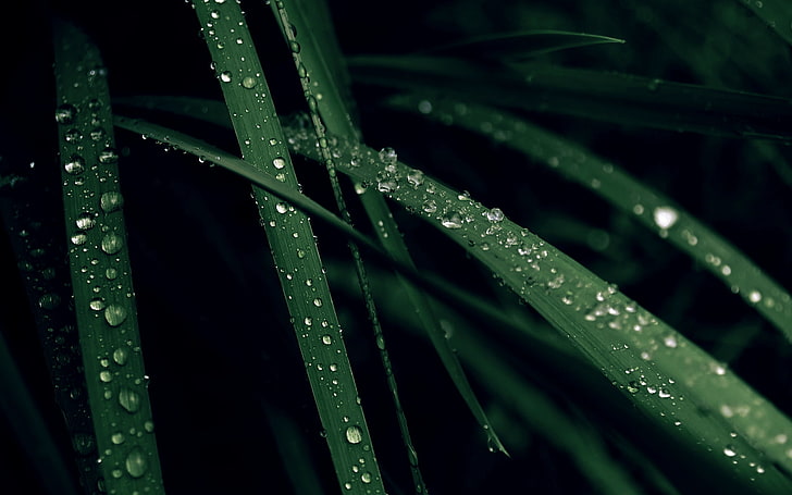 grass, water drops, plants, HD wallpaper