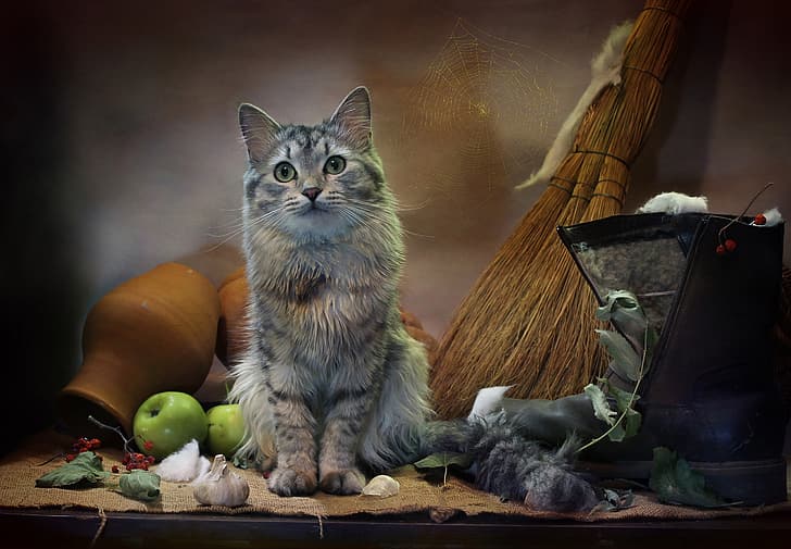 cat, leaves, animal, apples, web, burlap, garlic, boots, pot, broom, Kovaleva Svetlana, Svetlana Kovaleva, HD wallpaper