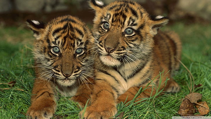 Gorgeous Sumatran Tiger Cubs, gorgeous, sumatran, cats, pretty, tiger cubs, beautiful, animals, HD wallpaper