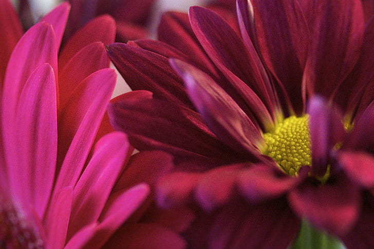 bunga merah marun dalam fotografi fokus otomatis, merah marun, bunga, fokus otomatis, fotografi, makro, alam, tanaman, daun bunga, close-up, kepala bunga, keindahan di alam, musim panas, botani, Wallpaper HD